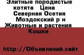 Элитные породистые  котята › Цена ­ 1 - Северная Осетия, Моздокский р-н Животные и растения » Кошки   
